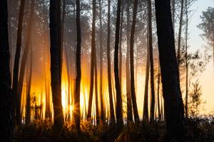 Véronique LARRUE - LARRUE VERONIQUE